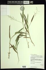 Dichanthelium leibergii