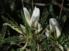 Astragalus tragacantha
