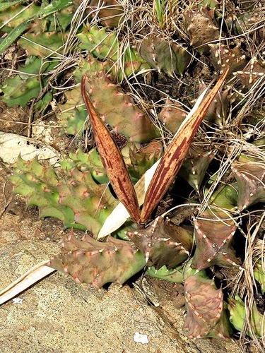 Ceropegia ubomboensis image