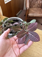 Fittonia albivenis