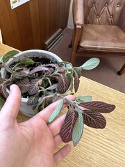 Fittonia albivenis