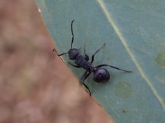 Campomyrma
