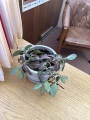 Fittonia albivenis