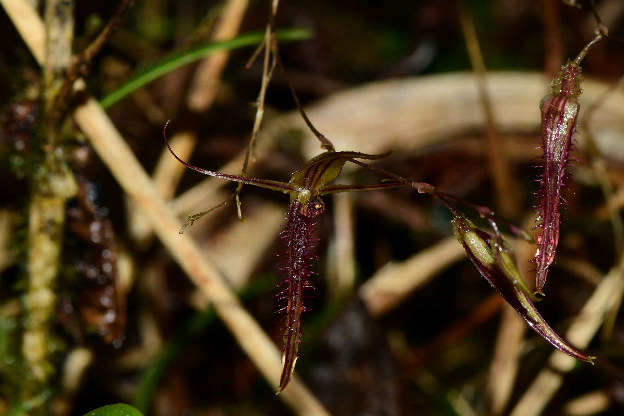 Andinia schizopogon image