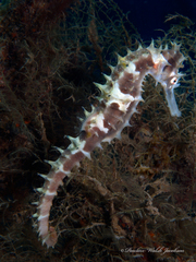 Hippocampus jayakari