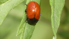 Chrysolina lucida