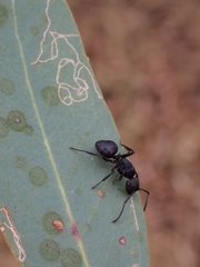 Campomyrma