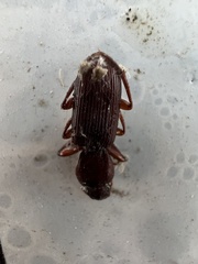 Stenomorphus californicus