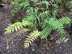 Blechnum chilense