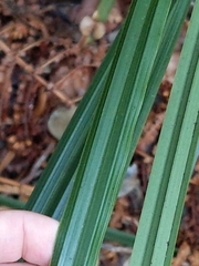 Carex alligata