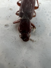 Stenomorphus californicus