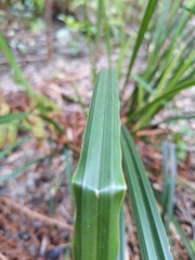 Carex alligata