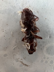 Stenomorphus californicus