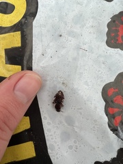 Stenomorphus californicus