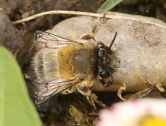 Anthophora plumipes