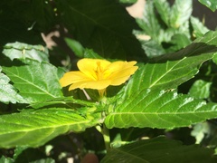 Turnera ulmifolia