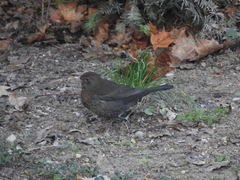 Turdus merula