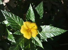 Turnera ulmifolia