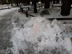 Chlamydomonas nivalis