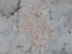 Chlamydomonas nivalis