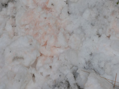 Chlamydomonas nivalis