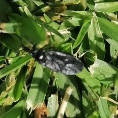 Prosapia ignifera