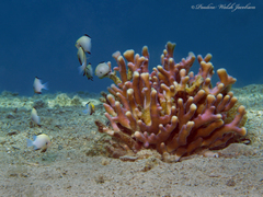 Dascyllus marginatus