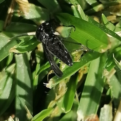 Prosapia ignifera