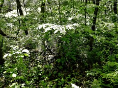 Corylus cornuta cornuta