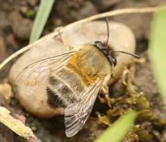 Anthophora plumipes