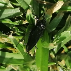 Prosapia ignifera