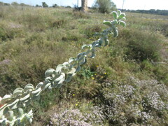 Mercurialis tomentosa