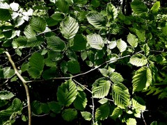 Corylus cornuta cornuta