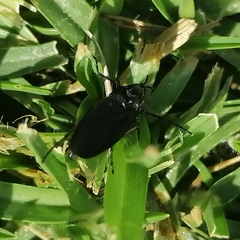 Prosapia ignifera