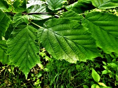 Corylus cornuta cornuta