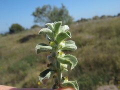 Mercurialis tomentosa