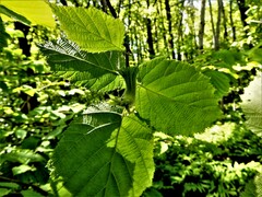 Corylus cornuta cornuta