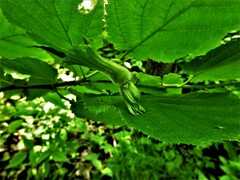 Corylus cornuta cornuta