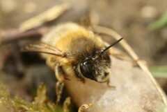 Anthophora plumipes