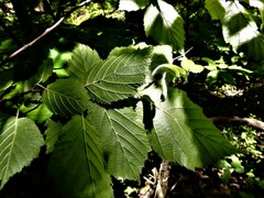 Corylus cornuta cornuta