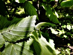 Corylus cornuta cornuta