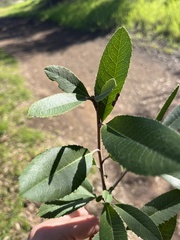 Heteromeles arbutifolia