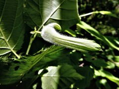 Corylus cornuta cornuta