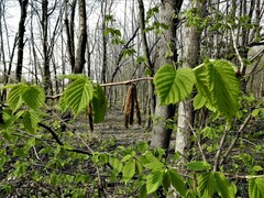 Corylus cornuta cornuta