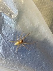 Xiruana