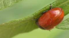 Chrysolina lucida