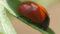Chrysolina lucida