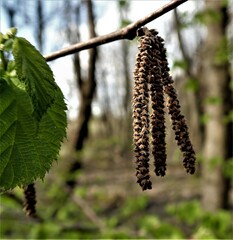 Corylus cornuta cornuta