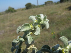 Mercurialis tomentosa