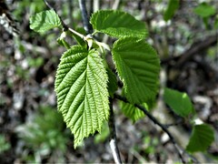 Corylus cornuta cornuta